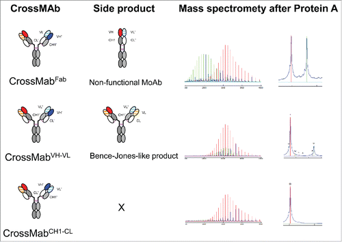 Figure 1. Schematic overview about the 3 major CrossMAb formats: CrossMAbFab, CrossMAbVH-VL and CrossMAbCH1-CL and predicted side products that can be formed. Mass spectrometry following transient expression and purification via protein A confirmed the presence of the predicted antibody species. In the case of CrossMAbFab, a non-functional monovalent heavy chain dimer is formed; in the case CrossMAbVH-VL, an antibody with a VL-CL Bence-Jones-like associated chain can occur. KiH technology or alternative heavy chain heterodimerization technologies applied where appropriate and indicated by colors only. Constant heavy chain domains are colored in gray, constant light chain domains in white, variable heavy chains are colored uniformly, light chain domains are colored with a line pattern.