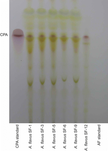 Figure 3. TLC plate showing the presence of CPA for each Aspergillus flavus isolate sampled. This is the same TLC plate as shown in Figure 2, except that this plate has been sprayed with a mixture of 1% dimethyl-aminobenzaldehyde in ethanol, followed by sulphuric acid:ethanol (1:1), then drying the spray solution on the plate with a heat gun.
