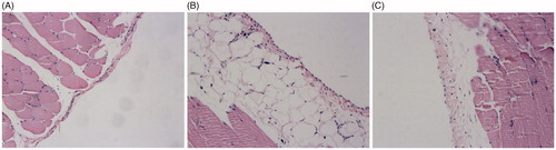 Figure 2. Effects of PNS on the peritoneum tissue of rats examined by HE staining. (A) Saline group, (B) Standard PDF group, and (C) PNS group. Original magnification 200x.