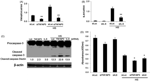 Figure 4. Involvement of TNFAIP3 and IL-8 in apoptosis of HeLa cells exposed to HS. (A, B) Densitometric quantification of TNFAIP3 and IL-8 expression analysed by qPCR following knockdown of TNFAIP3 and IL-8 using siRNAs and / or exposure to HS (44 °C, 30 min). Cells were transfected with siRNA 24 h before HS exposure. (C) Promotion of caspase-3 cleavage by knockdown of TNFAIP3 and IL-8 in cells 24 h after HS exposure. Band density was quantified and expressed as fold changes over the untreated control using Image J software. (D) Depression of cell survival by knockdown of TNFAIP3 and IL-8 in cells 48 h after HS-exposure. Cell survival analysis was performed by CCK-8. Data are presented as mean ± SD (n = 3). *Statistical significance from siLuc with or without HS treatment (*p < 0.05, **p < 0.01).