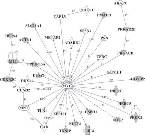 Figure 4. Genetic network B. Probe sets that were differentially expressed were analyzed using Ingenuity Pathways Analysis software. For the explanation of the symbols and letters, see Figure 3.