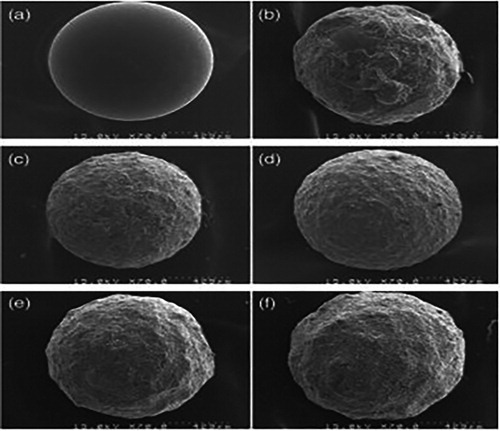 Figure 10. SEM Image of TiO2 coated beads (a) non-coated, (b) dip-coated, (c) CVD-coated with 10 min, (d) CVD-coated with 30 min, (e) CVD-coated with 60 min and (f) CVD-coated with 120 min ( Citation90).