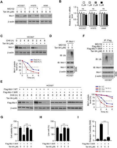 Figure 4 Tan IIA promotes Mcl-1 degradation. (A) NSCLC cells were treated with Tan IIA for 24 h, followed by treated with MG132 for another 6 h. WCE was subjected to IB analysis. (B) qRT-PCR analyzes the mRNA levels of Mcl-1 in Tan IIA-treated NSCLC cells. (C) IB analyzes the half-life of Mcl-1 in Tan IIA-treated HCC827 cells. HCC827 cells were treated with Tan IIA for 24 h, followed by incubation with CHX for various time points. WCE was subjected to IB analysis. (D) Tan IIA promotes Mcl-1 ubiquitination. HCC827 cells were treated with Tan IIA for 24 h, followed by MG132 treatment for 6 h. WCE was collected and immunoprecipitated with Mcl-1 antibody plus agarose A/G beads overnight. Mcl-1 ubiquitination was examined by IB analysis. (E) IB analyzes the half-life of Mcl-1 WT and 5KR mutant in Tan IIA-treated HCC827 cells. HCC827 cells were transfected with Flag-Mcl-1 WT or Flag-Mcl-1 5KR for 24 h. The cells were then treated with Tan IIA for another 24 h and incubated with CHX for various time points. WCE was subjected to IB analysis. (F) IB analyzes the ubiquitination of Mcl-1 WT and 5KR. HCC827 cells were transfected with Flag-Mcl-1 WT or Flag-Mcl-1 5KR, followed by Tan IIA treatment for 24 h. WCE was collected and subjected to immunoprecipitation with Flag antibody and IB analysis. (G and H) MTS assay (G) and trypan blue exclusion assay (H) analysis of cell viability and live-cell population in Tan IIA-treated NSCLC cells with/without Mcl-1 5KR overexpression. (I) Caspase 3 activity of Tan IIA-treated NSCLC cells with/without Mcl-1 5KR overexpression. ***p<0.001.