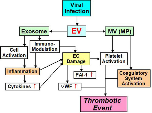 Figure 2 EV mediated thrombotic event pathway.