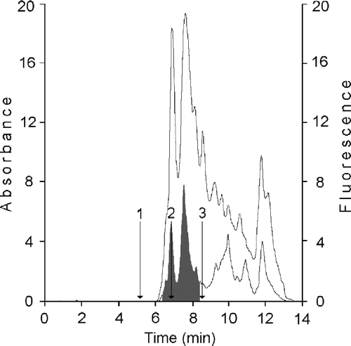 Figure 3 HPLC analysis of cellular retinoid binding proteins from human mammary epithelial cells. CRBP(s) fraction from KW 804 chromatography was analyzed on Protein Pak I-60 column. Bottom trace corresponded to ultraviolet detection at 280 nm; top trace is fluorescence reading (ex. 350 nm; em. 470 nm). CRBPs and CRABPs were separated in the RT interval of 6.4–8.3 min (grey area). Retention times were determined for (1) bovine erythrocytes carbonic anhydrase, 29.3 kDa, (2) lactalbumin, 14.7 kDa, and (3) horse heart cytochrome C, 12.4 kDa.