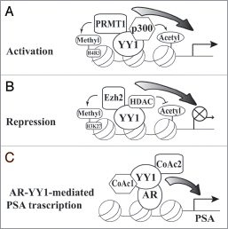 Figure 1 Schematic models of YY1 regulated gene expression. YY1 can act as transcription activator (A), repressor (B) and coactivator (C, with the PSA promoter as an example). Other coactivators (designated as CoAc1 and CoAc2) can be recruited by YY1 to facilitate AR-mediated PSA transcription.