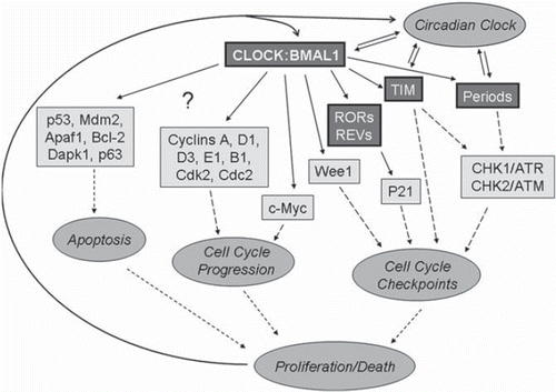 Figure 2. Control of cell death and proliferation by the circadian clock transcriptional complex. All circadian clock proteins are shown in bold, direct transcriptional control is shown by thick arrows, transcriptional control through unknown mechanisms is shown by thin arrows, other interaction and regulations are shown by dashed arrows. Transcriptional factor BMAL1:CLOCK regulates the expression of circadian clock proteins TIM, PERs RORs, REV-ERBα, and cell cycle-associated proteins WEE1 kinase and transcriptional factor c-Myc. TIM and PERs regulate cell cycle check-points through interaction with CHK1/ATR and CHK2/ATM complexes. RORs and REV-ERBα directly regulate the expression of cyclin-dependent kinase inhibitor p21. Several other cell cycle-associated proteins such as cyclins, cyclin-dependent kinases, and pro- and anti-apoptotic proteins are under circadian clock control, but the exact mechanism of regulation is unknown. The fate of the cell (proliferation or death) depends on the mutual balance of all these proteins. In turn cell proliferation and check-point proteins can regulate circadian clock function.