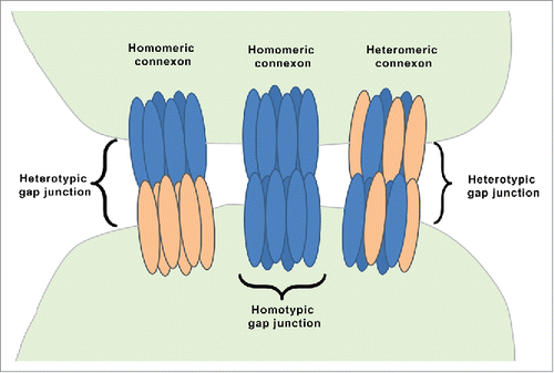 Figure 1. Organization of gap junction proteins. This is a schematic presentation of different types of connexons. A homomeric connexon refers to a connexon formed when 6 identical connexin proteins form the pore for a gap junction. A heteromeric connexon refers to a connexon formed between different connexin subunits. Two identical connexons form a homotypic gap junction, whereas a heterotypic gap junction consists of 2 different hemichannels.