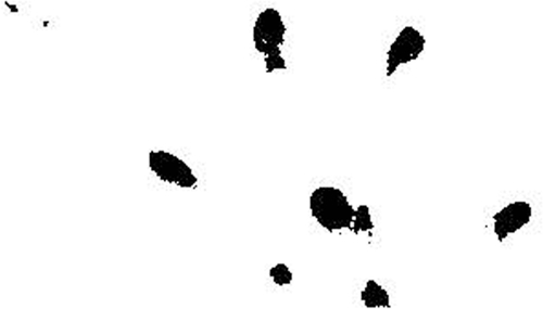 Figure S6 Sample footprints of rodents. Procedure the same as Hasler et al.Citation1