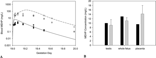 Figure B4.  Free MEHP in the (A) maternal blood or (B) placenta and fetal tissues after the last oral dose of 30 or 500 mg/kg/day administered from GD 14 - 19. (A) Lines indicate model simulations. Points represent measurements from individual animals administered (•) 30 mg/kg/day or (o) 500 mg/kg/day DEHP po (Kessler et al., Citation2004). (B) Bars represent model simulations (black) or mean + SD of measured concentrations (gray) in the placenta and fetal tissues 2 hrs after the last daily dose of 500 mg/kg/day (Kessler et al., Citation2004).