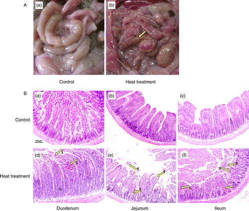 Figure 1.  Gross morphology of control and heat-treated rat small intestine on the 3rd day of heat treatment. (A) Edema, hyperemia, and petechial hemorrhages in the mesentery are clearly visible (arrow) in response to heat treatment (40°C for 2 h per day). (B) Photomicrographs of hematoxylin and eosin-stained sections of rat small intestine after 3 days of heat treatment. Upper panels are small intestine from control rats, lower panels are small intestine from heat-stressed rats. Panels (a) and (d) illustrate duodenum sections; (b) and (e) jejunum sections; (c) and (f) ileum sections. Abnormal microstructures are indicated by arrows with numbers. Severe damage to the intestinal villi by heat treatment is apparent, with hyperemia (indicated by 2, 3, 6, and 7) desquamation at the tips of the intestinal villi (1, 5, and 9), and exposure of the lamina propria (4 and 8). Scale bar represents 100 μm.