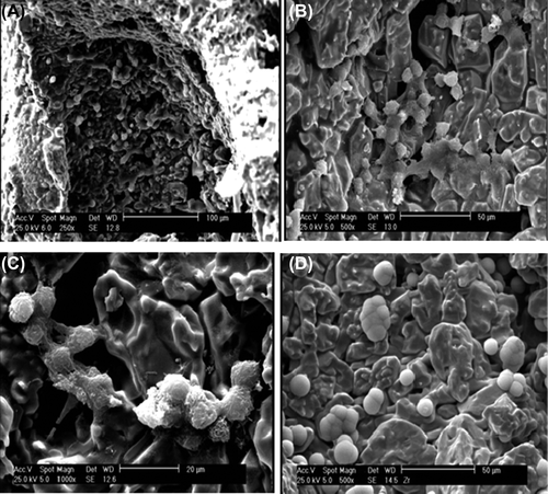 Figure 12. SEM images of the culture ESC on ZrO2/β-TCP composite (Y2O3/β-TCP: 30/70) in different magnifications (A: 250X, B: 500X, C: 1000X, and D: 5000X).