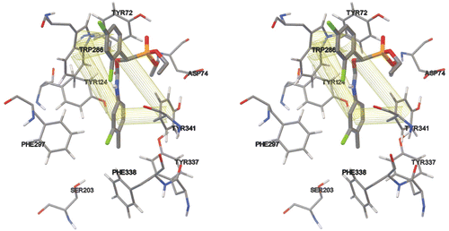 Figure 1. Stereo image presentation of peripheral site residues of the enzyme and Ser 203. The interacting residues are Trp 286 and Tyr 341. As it can be seen both of the phenyl rings of the compound 4h are interacting with the above-mentioned amino acid residues of the PAS through π–π interactions. The interactions of other residues such as Asp 74 and Tyr 72 are important in the appropriate orientation of the drug.