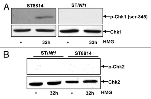 Figure 4. Phosphorylation of Chk1 and 2 following HMG treatment. (A) After HMG treatment, The expression of the phosphorylated Chk1 in ST8814 and ST/Nf1 cells was analyzed by immunoblotting using the anti-phosphor-Chk1 (ser-345) antibody. The even loadings of total proteins were normalized by Chk1 expression. (B) After the treatment as described above, the expression of the phosphorylated Chk2 was analyzed by immunoblotting using the anti-phosphor-Chk 2 antibody. The even loadings of total proteins were normalized by Chk2 expression.