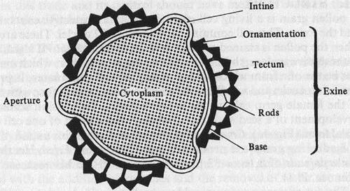 Figure 26. Diagrams showing the structure of a pollen grain in optical section (Sawyer, Citation1981).