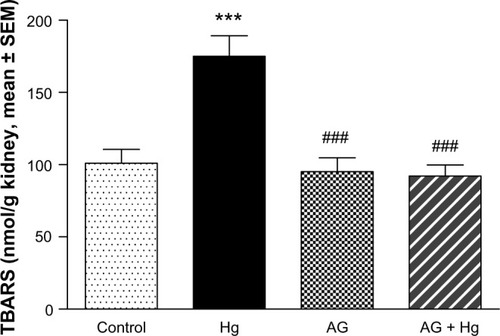 Figure 3 Effect of Hg, AG, and their combination on the levels of TBARS in rat renal tissues.