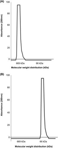 Figure 1. (A) The molecular weight distribution of polySFHb–SOD–CAT–CA, or polySFHb (B) The molecular weight distribution of SFHb.