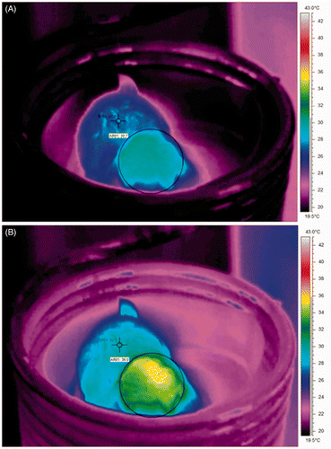 Figure 2. Animal thermographic image. (A) Initial state temperature. The spot (SPO1) was localised in the body and the area (ARO1) corresponds to the tumour. (B) The exposure at the HFMF caused a temperature increase and it was maintained during the treatment (30 min).