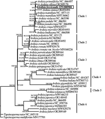 Figure 3. The maximum likelihood (ML) tree based on the complete chloroplast genome sequences of Ardisia brevicaulis and related species. Numbers in parentheses are SH-aLRT/UFBoot supports (%). The accession number of GenBank for each species is listed after species name.