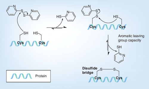 Figure 3. Reaction mechanism of 2,2’-dithiodipyridine with cysteine.Cys: Cysteine.