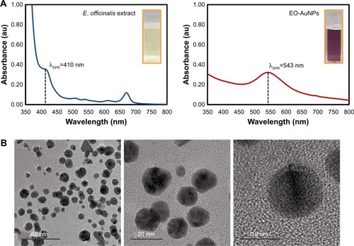 Figure 1 (A) UV–vis spectra and (B) TEM images of EO-AuNPs.Abbreviations: UV–vis, ultraviolet-visible; E. officinalis, Euphrasia officinalis; EO-AuNPs, E. officinalis-gold nanoparticles; TEM, transmission electron microscopy; SPR, surface plasmon resonance.