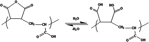 Scheme 2. Partial and reversible hydrolysis of poly(MA-alt-AA).