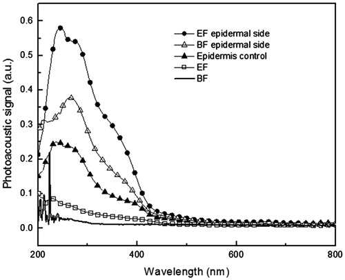 Figure 2. Photoacoustic spectra obtained with excitation performed in the epidermal side of the skin samples. The light modulation frequency was 25 Hz and the thermal diffusion length was 23 μm. Epidermis control – control skin sample without treatment; EF – formulation containing 1% optimized extract of the aerial parts of Melochia arenosa; BF epidermal side – skin sample treated with BF; EF epidermal side – skin samples treated with EF (amount applied 2 mg/cm2).