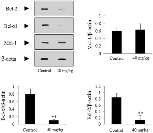 Figure 9. Effect of DDMN on expression of anti-apoptotic protein including Mcl-1, Bcl-xl, and Bcl-2 in the SGC-7901 cells-caused xenograft model. **p < 0.01, compared with the control.