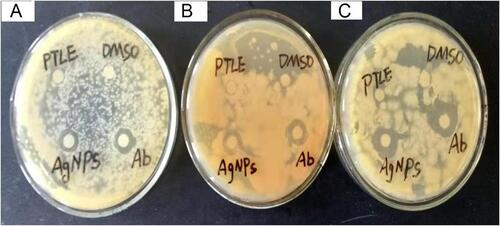 Figure 9 Antibacterial activity of PF@AgNPs against (A) S. aureus, (B) B. subtilis, and (C) E. coli; PTLE indicates pristine leaf extract; Ab indicates antibiotic; DMSO indicates dimethyl sulfoxide.
