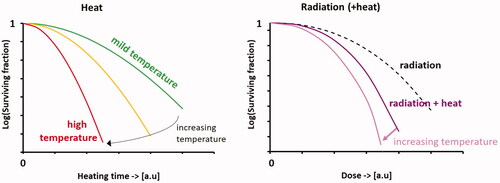 Figure 1. Schematic cell survival curves for heat alone, radiation alone and combined radiation with heat; the vertical axes have a logarithmic scale. The shape of the survival curves is temperature-dependent: the initial shoulder becomes less pronounced with increasing temperatures, and the slope becomes steeper. Note that exact survival fractions at specific dose levels and temperatures are cell-line dependent.