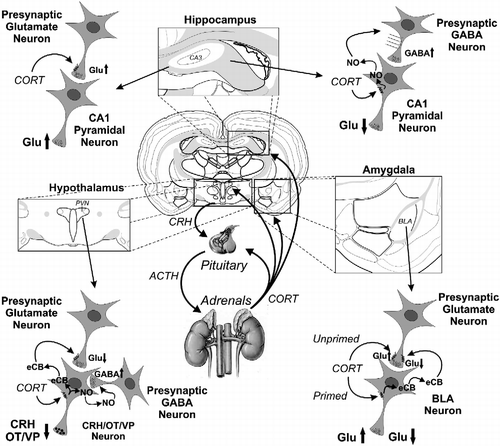 Figure 1.  Cellular mechanisms of rapid corticosteroid feedback modulation of principal neurons in the hypothalamus, hippocampus, and amygdala involved in the stress regulatory circuit. The main neuroendocrine branch of the stress response is characterized by CRH release from PVN neuroendocrine cells in the hypothalamus, which stimulates ACTH release from the anterior lobe of the pituitary, which leads to corticosteroid secretion from the adrenal glands into the systemic circulation. The circulating corticosteroid feeds back onto several target structures in the brain, including the hypothalamic PVN, hippocampus, and amygdala, as well as onto the pituitary. The CRH neurons (and oxytocin [OT] and vasopressin [VP] neurons) in the PVN respond rapidly to glucocorticoids with retrograde endocannabinoid (eCB) release and CB1-mediated suppression of glutamate release (Glu) from presynaptic excitatory synapses (Di et al. Citation2003). Magnocellular OT and VP neurons also release nitric oxide (NO) in rapid response to glucocorticoids, which facilitates GABA release at inhibitory synapses (Di et al. 2009). The CORTs in the hippocampus elicit a presynaptic facilitation of glutamate release from excitatory synapses onto CA1 pyramidal neurons (Karst et al. Citation2005) and a retrograde NO release that triggers a spike-dependent increase in GABA release from inhibitory synapses onto CA1 neurons (Hu et al. Citation2010). In the BLA, corticosteroids elicit a rapid increase in glutamate release onto BLA neurons that lack a recent exposure to corticosteroid (unprimed) or a rapid suppression of glutamate release mediated by retrograde endocannabinoids in BLA neurons that have experienced a recent exposure to corticosteroid (primed) (Karst et al. Citation2010).