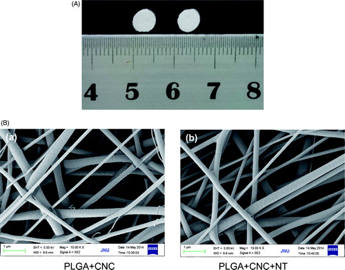 Figure 1. (A) The morphology of a PLGA/CNC nanofiber membrane and a PLGA/CNC/NT composite nanofiber membrane. (B) SEM micrographs of PLGA/CNC scaffolds and PLGA/CNC/NT scaffolds.