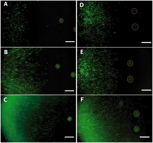 Figure 6. Co-culture of CD271+ cells and islets (A, B, C) or ICC (D, E, F) showed directed migration toward islets as well as ICC. Images were taken at day 1 (A, D), day 3 (B, E), and day 7 (C, F) of co-culture. CD271+ cells in green; islets and ICC encircled in yellow. Scale bar, 500 µm.
