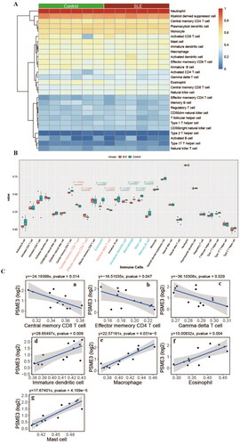 Figure 5. Characteristics of immune cell infiltration in renal tissue of SLE patients. (A) Immune cell composition of SLE and control samples. (B) Differences in immune cells between SLE and control samples; (C) correlation between PSME3 and differential immune cells in SLE.