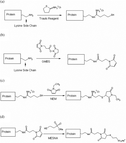 Figure 1 Modification of proteins and capping of activated groups. Initially, proteins were activated using schemes a and b. After activation and polymerization, non-conjugated active groups were capped using the schemes depicted c and d.