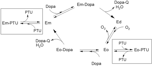 Scheme 1.  Simplified kinetic scheme which describes the effect of phenylthiourea (PTU) on the 3-(3,4-dihydroxyphenyl)-l-alanine (DOPA) oxidation catalyzed by phenoloxidase (PO). The processes in the presence of PTU are marked by frames. The enzymatic forms of PO are as follows: Em− met-phenoloxydase (with Cu(II)-Cu(II) in the active site), Ed− deoxy-phenoloxydase (with Cu(I)-Cu(I) in the active site), Eo− oxy-phenoloxydase (with Cu(II)-O2-Cu(II) in the active site).
