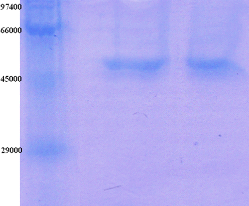 Figure 1.  SDS-PAGE bands of GR (Lane 1: Standards: rabbit phosphorylase B (Mr 97.400), bovine albumin (66.000), chicken ovalbumin (45.000), and bovine carbonic anhydrase (29.000); Lane 2-3: Gel filtration chromatography.