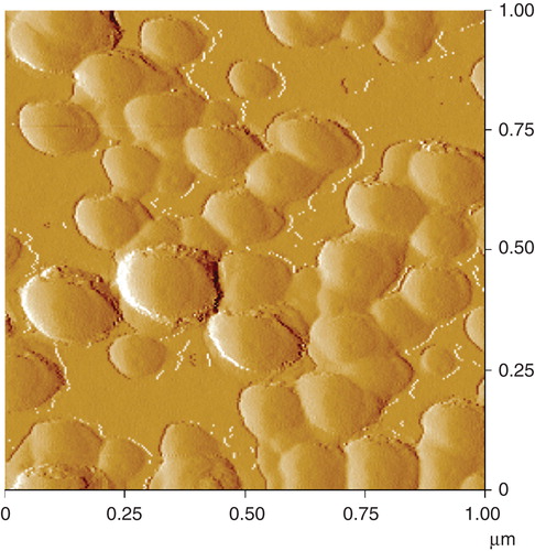 Figure 5. Analysis of the colloidal SAS applied on a glass slide by atomic force microscopy.