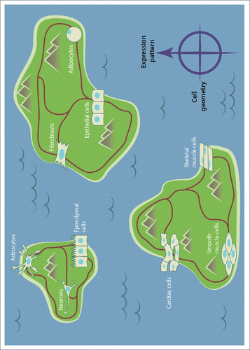 Figure 2. A schematic depicting cell types positioned within islands (representing for example different tissues) and potential reprogramming paths between these cell types. Cells can transition either within an island or between the islands by crossing local and global epigenetic barriers. We suggest the existence of a tight coupling between cell geometry and gene expression patterns. Thus, mechanical tuning of cell geometry and the induced chromosome positions could serve as an innovative approach to cross epigenetic barriers. Establishing a mechano-genomic map will provide a quantitative framework to understand how altering cellular homeostasis in local tissue microenvironments can lead to diseases such as cancer and fibrosis.