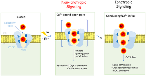Figure 9. The non-ionotropic activity of Cav1.2 mediates excitation contraction (EC) coupling in cardiac cells. A schematic illustration of the closed state of VGCCs occupied by a single Ca2+ ion tightly bound (<1 µM) to the EEEE motif (left). Upon arrival of an action potential (xxxv), the open channel, now occupied with an additional Ca2+ ion(s), triggers cardiac contraction most likely through a direct interaction with RyR2 (an unidentified site), prior to ion flow (non-ionotropic activity) (middle). Ca2+ inflow (ionotropic activity) elevates [Ca2+]i, which is essential for Ca2+-dependent intracellular activities, for example, replenishing SR stores, Cav1.2 inactivation (right).