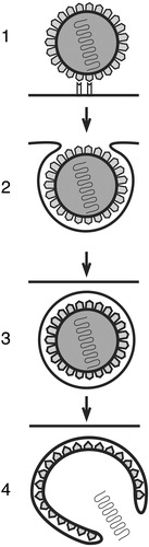 Figure 1 Schematic presentation of viral endocytosis. Virus‐receptor interaction 1) gives rise to formation of virus‐containing membrane vesicles 2), which are internalized into the host cell 3). Subsequently, the viral core is released from these structures 4) by a fusion of the viral envelope and the cellular vesicular membrane or by a rupture of the endocytic vesicle.