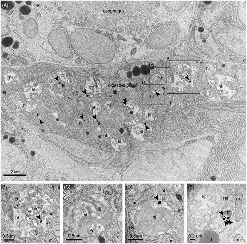 Figure 3. Intracellular digestion of NPs. (A) Electron micrograph showing a section of the digestive gland and a portion of the circular section of the densely ciliated esophagus. The digestive cells are sectioned at their mid-/basal- side, featuring an abundance of heterolysosomes with NPs inside the majority of them. The filling of these endocytic bodies with bacteria at different levels of decomposition and flocculent electron-dense material of heterogenous texture suggest stages in the digestive process, as exemplified by the detailed pictures B–E. More precisely, (B) Initial stage of intracellular decomposition, (C) Intermediate stage, (D) Late stage (E) Final stage, i.e. NP containing residual body storing indigestible material. Sections were imaged without prior lead citrate contrasting. Arrows point to NPs. e: endosome; ib: internalized bacterium; b: bacterium; m: mitochondrion; hp: heterophagosome; hl: heterolysosome; rer: rough endoplasmic reticulum; ld: lipid droplet.