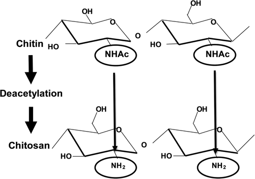 Figure 2. Schematic representation of preparation of chitosan from chitin by deacetylation.