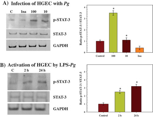 Figure 3. Effect of infection with P. gingivalis and activation by LPS-Pg of HGEC on the phosphorylation status of STAT-3 protein (p-STAT-3). (a) HGEC were infected for 2 h with P. gingivalis at a MOI of 100 and with heat-killed P. gingivalis (Ina). Uninfected cells served as control (C). (b) HGEC were activated for 2 and 24 h by 1 µg/mL of purified LPS-Pg. Non-activated cells served as controls (C). In both experiments, nuclear extracts were prepared and analyzed by immunoblotting with anti-phospho-STAT-3 (Tyr705) antibody to detect p-STAT-3 and with anti-STAT-3 antibody to reveal total STAT-3 protein. The antibody for GAPDH was used as an internal control to verify equal loading of proteins in all wells. Each band was quantified by densitomery and the band intensity obtained with anti-phospho-STAT-3 (Tyr705) antibody in an assay was expressed relative to the intensity of the band obtained with the antibody for total STAT-3 antigen in the same assay. Histograms showed changes of the ratio p-STAT-3/STAT-3 during infection and activation of HGEC. Differences (*) between a given ratio and the one obtained with control cells were analyzed with Student’s t-test (p < 0.0005). All experiments were repeated three times, and the results are expressed as mean ± the standard deviation.