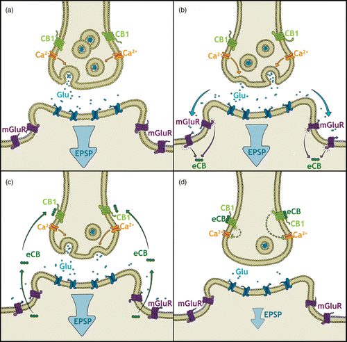 Figure 1.  A hypothetical model of retrograde eCB signaling at a glutamatergic synapse. (a) Glutamate (Glu) is released at moderate levels activating postsynaptic ionotropic glutamate receptors leading to an excitatory postsynaptic potential (EPSP). (b) Increased or prolonged glutamate release additionally activates G-protein coupled metabotropic glutamate receptors (mGluR). A secondary messenger cascade leads to the synthesis of eCB. (c) Newly synthesized eCBs travel back across the synapse to activate G-protein coupled CB1 receptors. (d) CB1 receptor activation inhibits further neurotransmitter release by blocking calcium Ca2+ influx into the presynaptic cell among other actions. Glutamate release is downregulated and the EPSP is attenuated (figure modified from Moreira and Wotjak Citation2010).