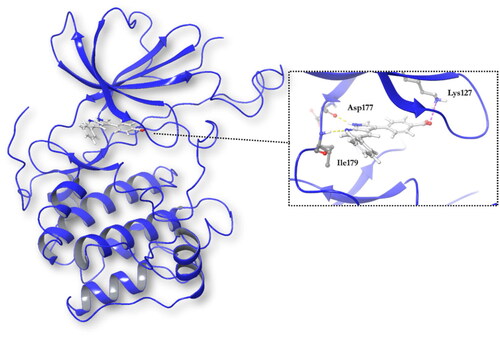 Figure 4. Representation of SGK1 crystalised with the ligand MMG.
