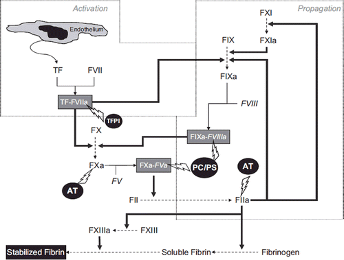Figure 1. Overview of the in-vivo blood coagulation cascade.