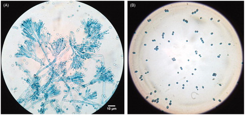 Figure 3. Light microscope micrographs of (A): Stipe, metulae and phialides of #57 TBBALM. (B) Conidia. Bar 10 µm.