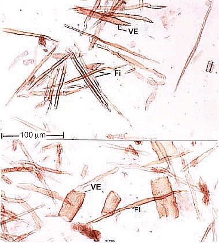 Figure 4.  Powder microscopy of the root. VE, vessel elements; Fi, fibers.