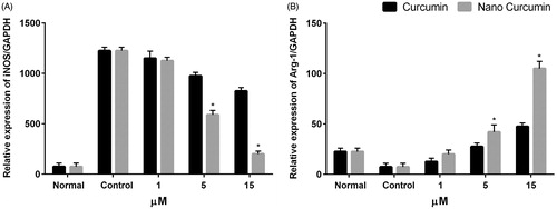Figure 7. In vitro polarization study. iNOS-2 (M1 marker) and Arg-1 (M2 marker) in M1 peritoneal macrophages treated with free curcumin and curcumin-encapsulated HA–PLA NPs in different concentration for 24 h. *p < .05 compared to M1 macrophages that were attained by stimulating macrophages with LPS/IFN-γ, n = 3.